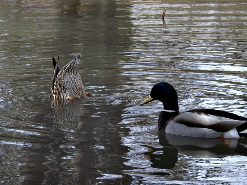 mallard ducks, pond, water, wild, ducks, mallard, HD wallpaper