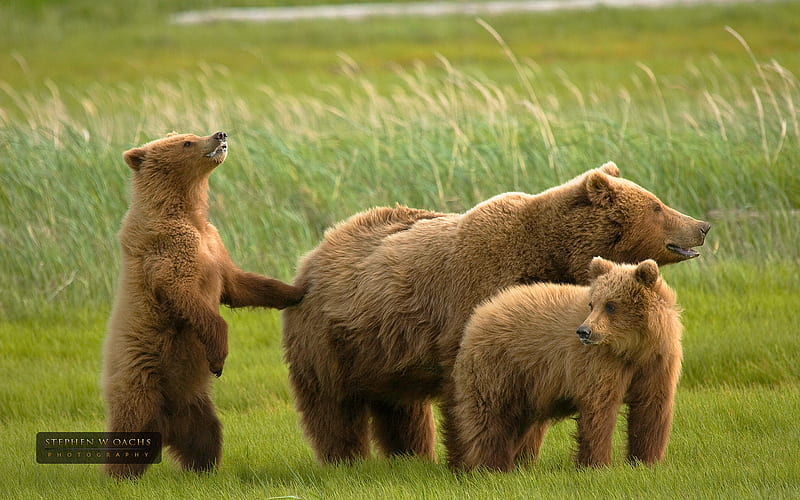 Grizzly bear family, family, brown, bear, wildlife, nature, grizzly, animal, HD wallpaper