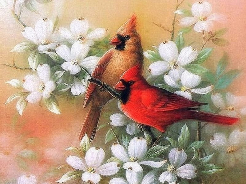 Cardinal & Dogwood, love four seasons, birds, spring, cardinals, paintings, flowers, nature, beloved valentines, animals, HD wallpaper