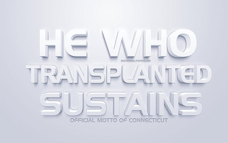 He who transplanted sustains, Connecticut state motto, US state, Connecticut, USA, white 3d art, white background, HD wallpaper