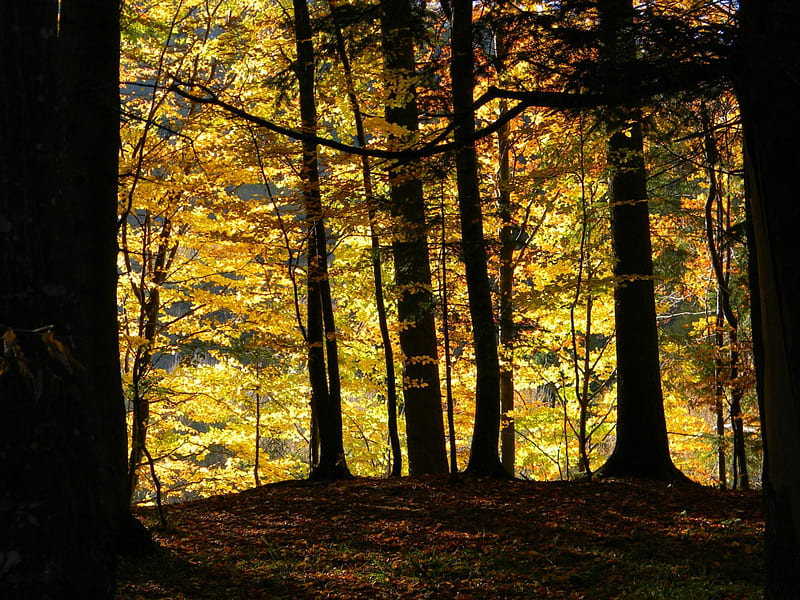 Forest siluets, autum, yellow, forest, tree, HD wallpaper
