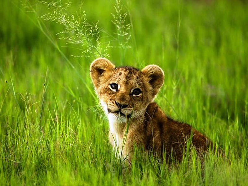 African Lion Cub, green, grass, cub, wildlife, baby, lion, africa, HD wallpaper