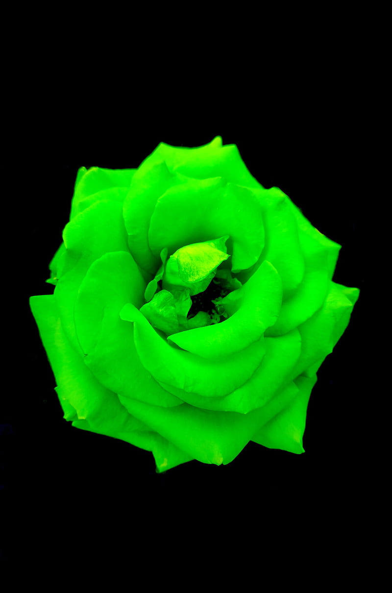 Download Stargazer Flower Neon Green Aesthetic Wallpaper