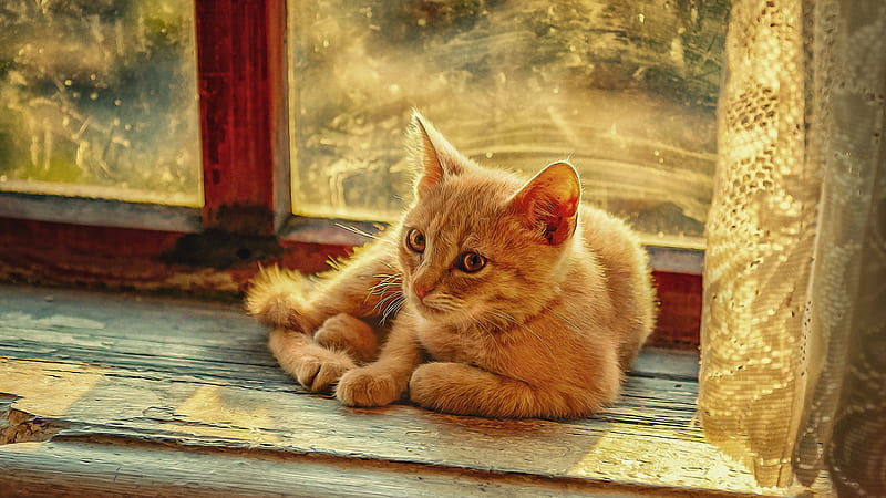 Light Brown Cat Is Sitting In Front Of Glass Window Cat, HD wallpaper