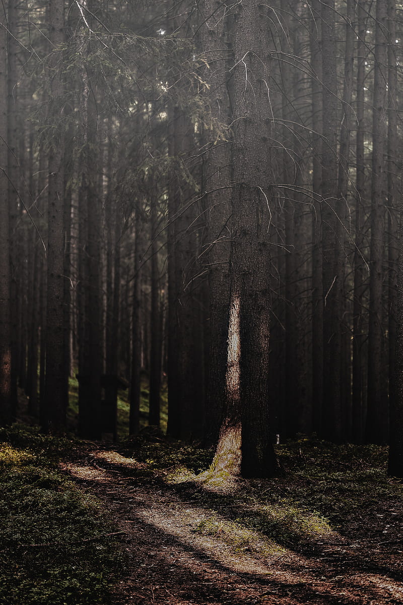 Gray trees in bloom, HD phone wallpaper | Peakpx