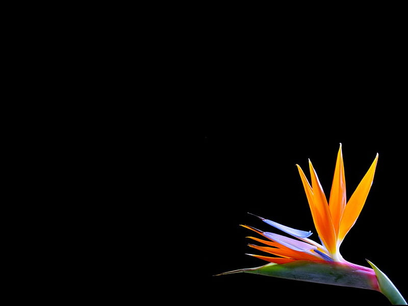 Paradise bird, flower, black, nature, orange, HD wallpaper