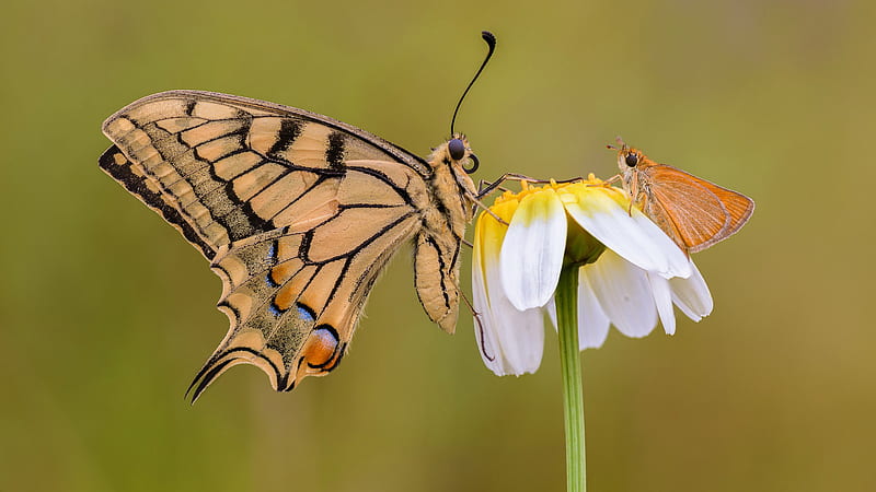 Brown Butterflies Are On White Flower In Green Background Butterfly, HD wallpaper