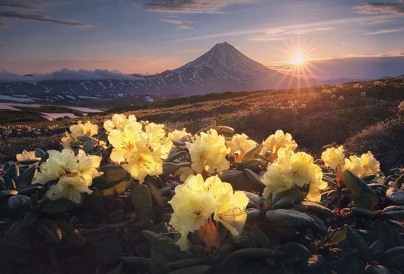 Yellow rhododendrons and the Vlyuchinsk stratovolcano in Kamchatka, viragok, sztatovulkan, viljucsin, sarga, rhododendrodok, kamcsatka, keleti hegyseg, HD wallpaper