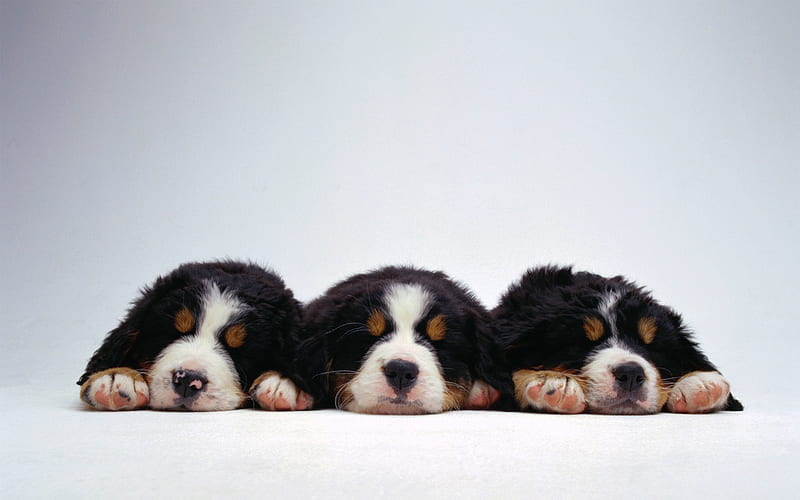 Swiss mountain dogs, small sleeping puppies, pets, dogs, Swiss cattle dogs, puppies, Sennenhund, HD wallpaper