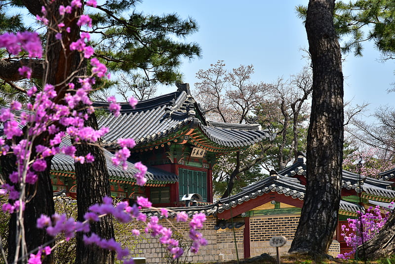 purple flowers, south korea, traditional buildings, architecture, Flowers, HD wallpaper