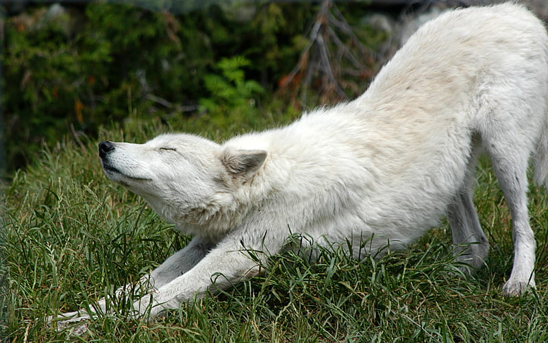 Wolf master. Мелвильский островной волк. Белый волк Акелла. Волк потягивается. Волчица лежит.