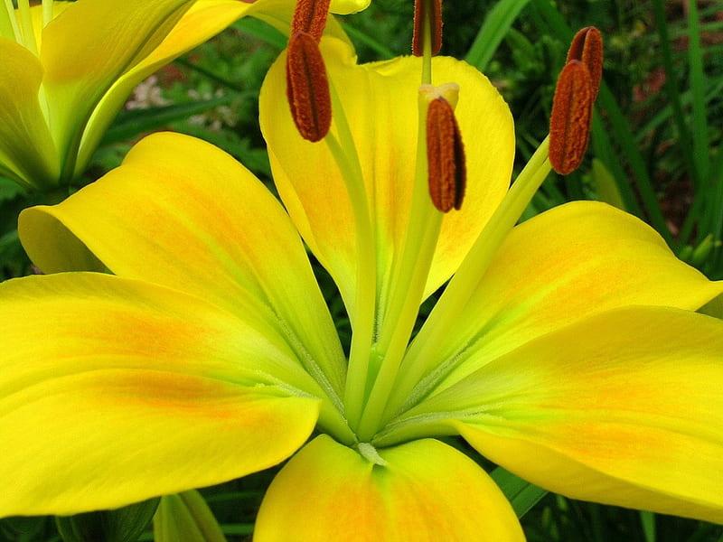 Oriental Lily, close-ups, flowers, gardens, blooms, daylily, HD wallpaper