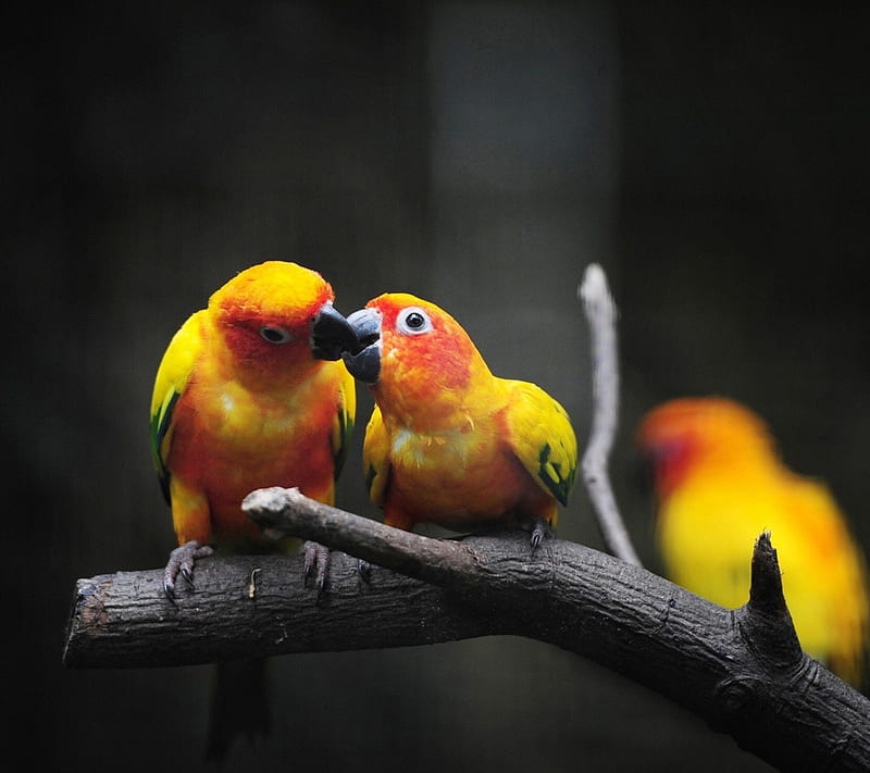 Love Birds, couple, siempre, heart, hug, kiss, romance, HD wallpaper