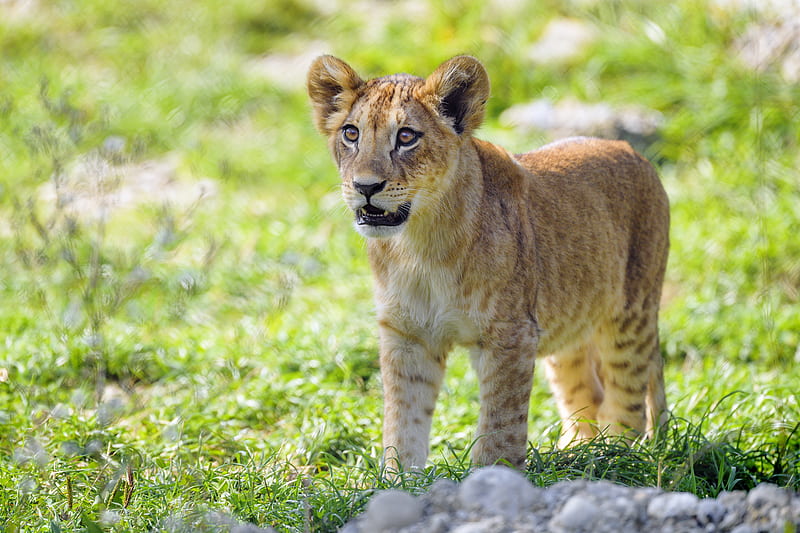 lion cub, cub, glance, predator, HD wallpaper