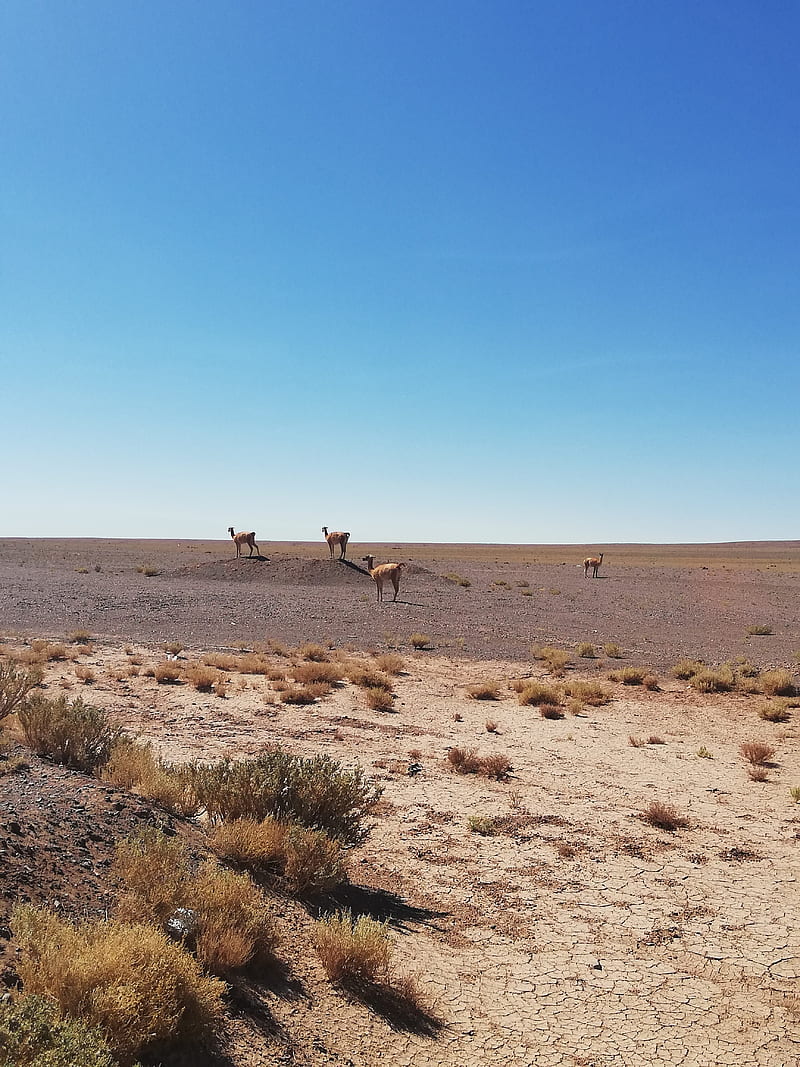 San Pedro de Atacama, chile, desierto, desert, HD phone wallpaper