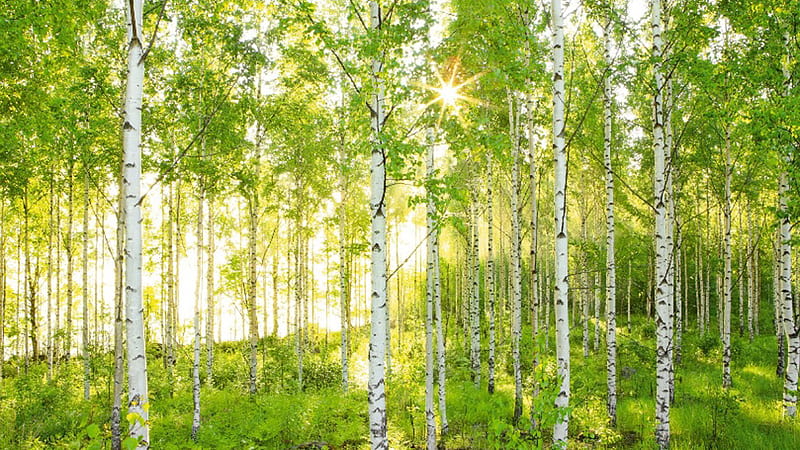 White Birch Trees Sunrays Forest Background Birch Tree, HD wallpaper |  Peakpx
