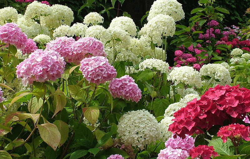 flowers, flowerbed, hydrangea for , section цветы -, Hydrangea Garden, HD wallpaper