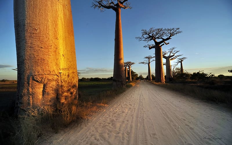 Trees, , Baobab Tree, HD wallpaper