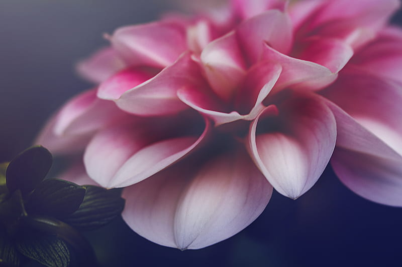 Flower, petals, leaves, pink, macro, HD wallpaper | Peakpx