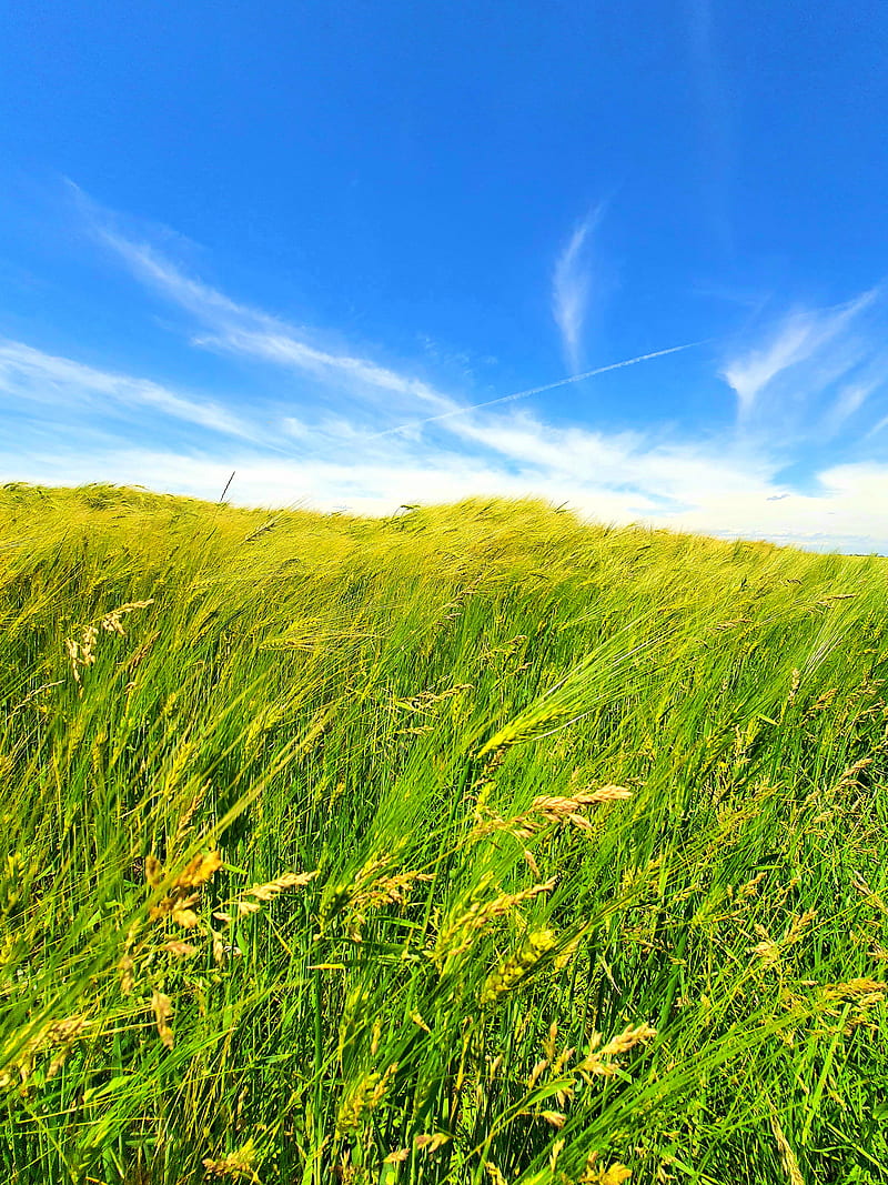 In the wind , blue, grass, green, landscape, nature, scenary, sky, spring, summer, sunshine, HD phone wallpaper
