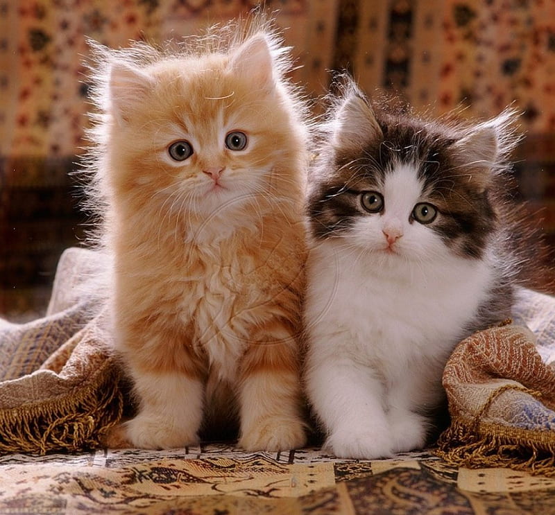 Cute kittens with fringed cover, cute, kittens, cover, cats, animals, HD wallpaper
