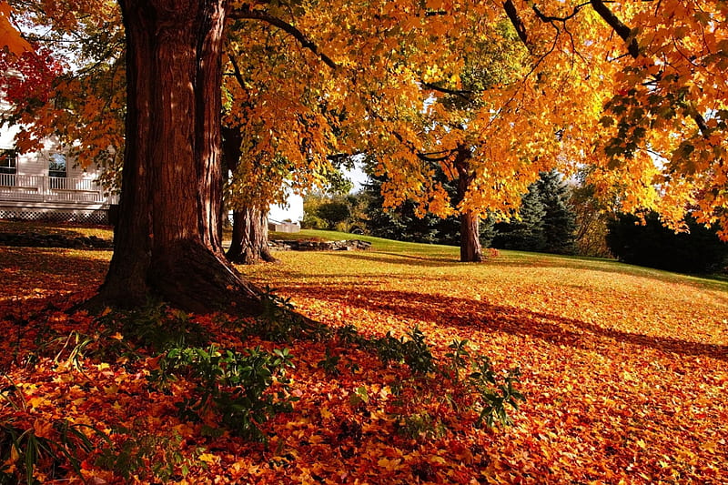 New England at Fall, house, leaves, colors, season, trees, HD wallpaper