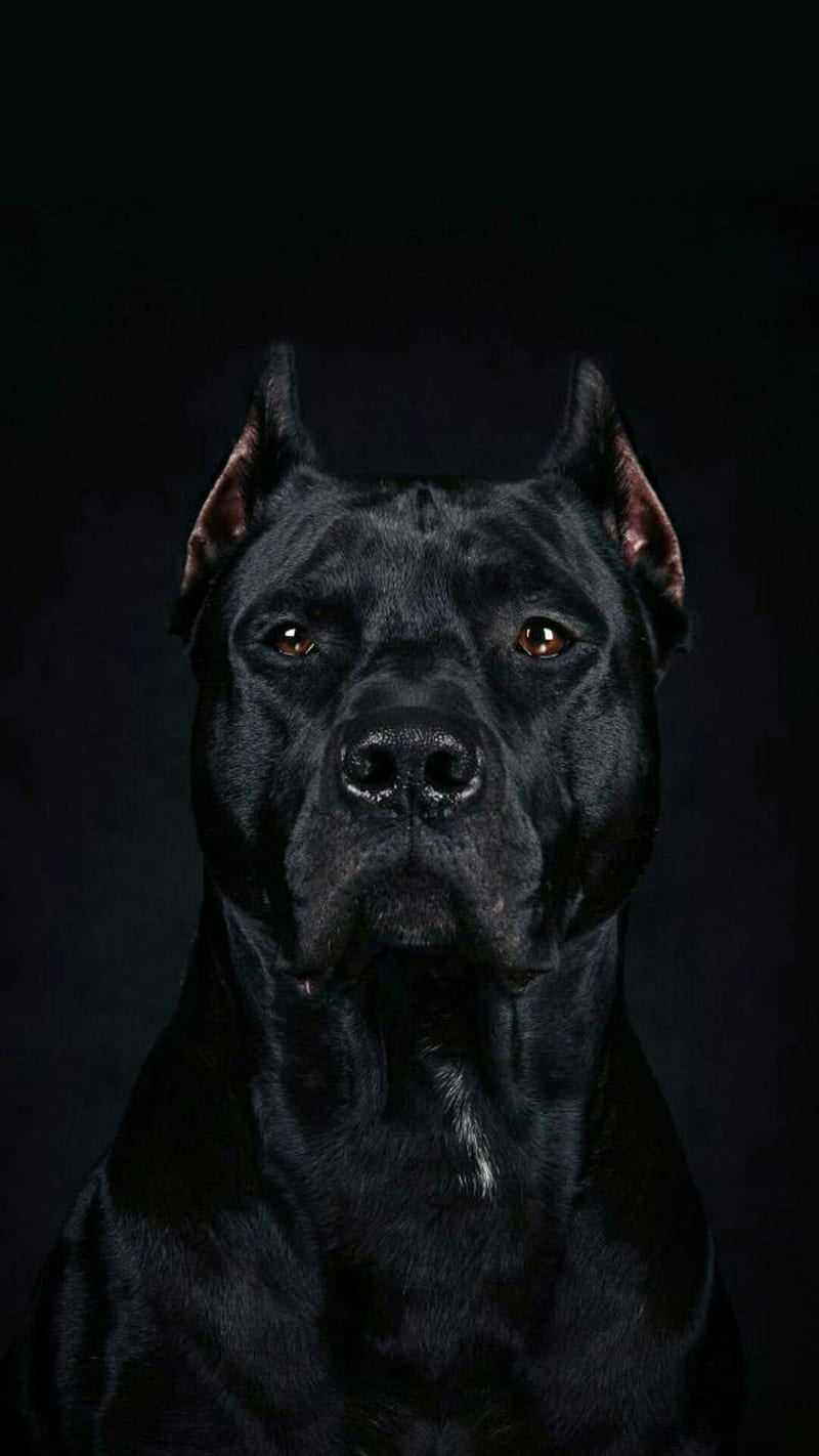Animals, animal, cane, dog, dogs, pitbull, police, HD phone wallpaper |  Peakpx