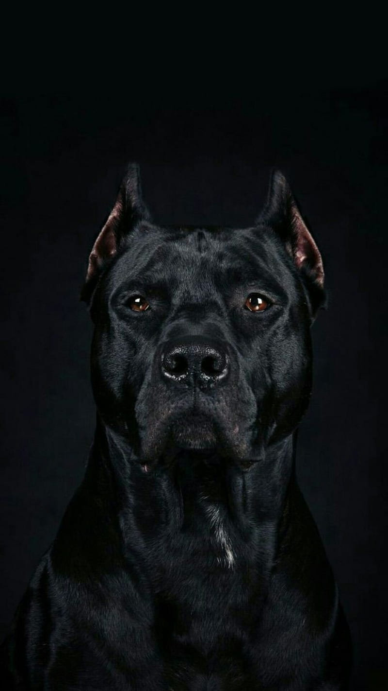 Pitbull dog black store colour