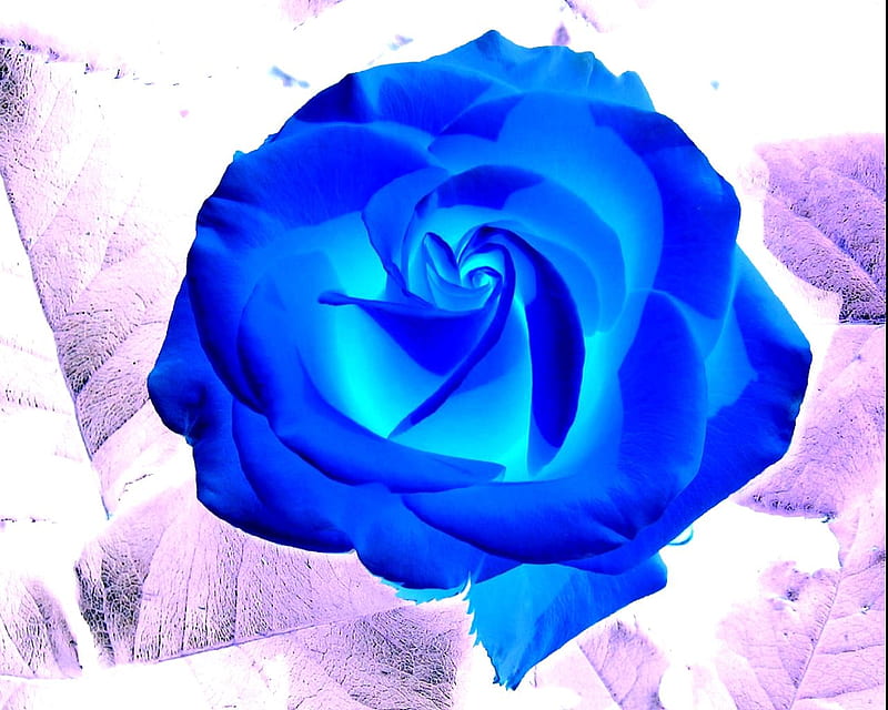 Blue Rose, art, rose, abstract, blue, HD wallpaper | Peakpx