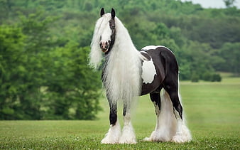 Gypsy Vanner Horse Data Src Most Beautiful Horses In Herds, HD ...