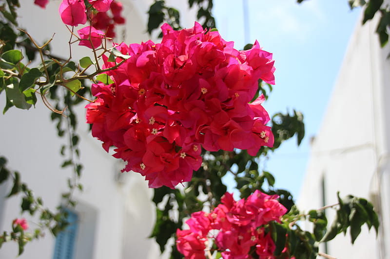 Greece, vibrant, bougainvillea, pink, love, HD wallpaper