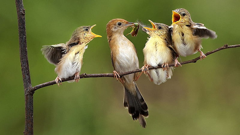 Fight over Food, four, food, birds, insect, fight, funny, branch, HD wallpaper