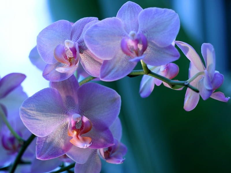 Beautiful orchid, still life, composition, plants, flowers, nature, flora, HD wallpaper
