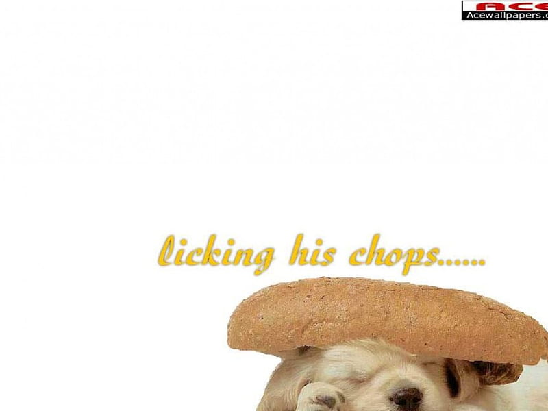 Licking his chops..., dog burger, bread roll, white puppy, HD wallpaper