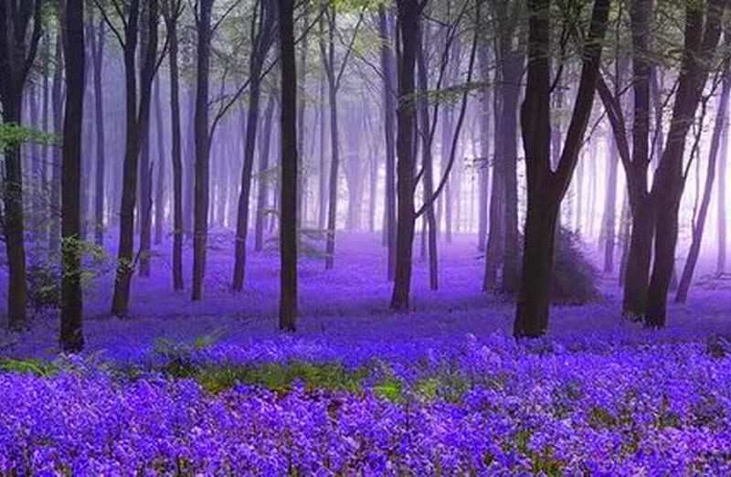 Beneath my feet, forest, purple, flowers, spring, trees, carpet, mist, HD wallpaper