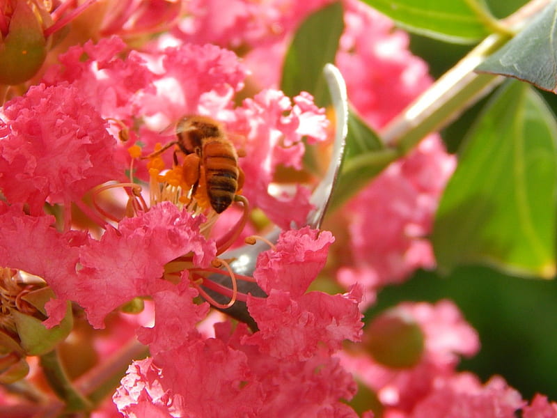 Beautiful Honeybee, honeybees, flowers, nature, bonito, pink, HD wallpaper