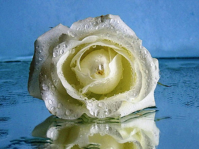 A Rose Wet, wet, drops, cenario, lovingly, nice, close-up, love, flowers, beauty, romance, cena, ardor, water, cool, macro, awesome, garden, hop, white, bonito, graphy, flame, paz, mirror, blue, amazing, peace, roses, plants, passion, petals, nature, reflected, reflections, natural, scene, HD wallpaper