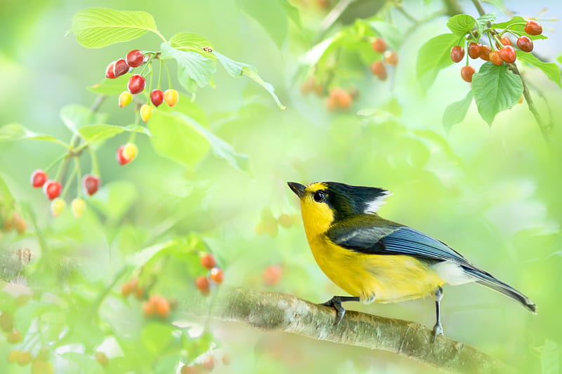 Bird, fruit, fuyi chen, green, berry, pasari, yellow, black, HD wallpaper