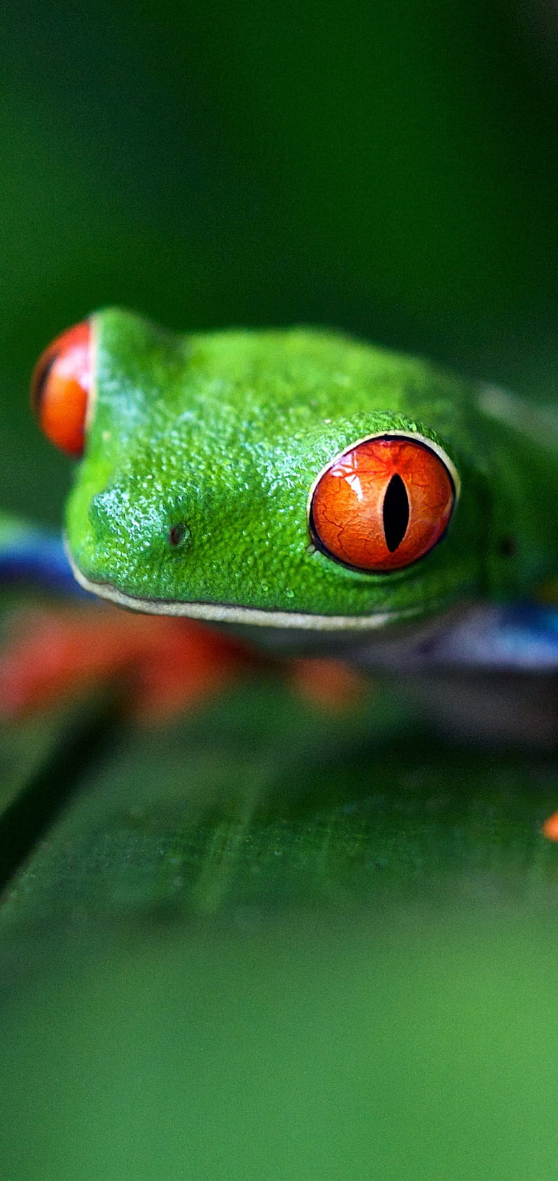 1280x2120 Frog Closeup iPhone 6 HD 4k Wallpapers Images Backgrounds  Photos and Pictures