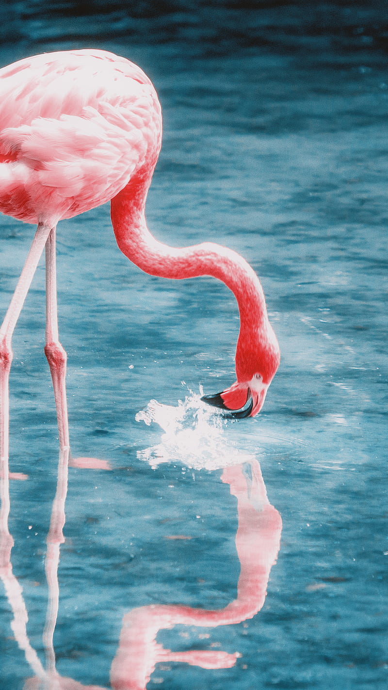 Pink Flamingo, aesthetic, animal, bird, blue, flamingo, ocean, pink, sea,  water, HD phone wallpaper | Peakpx