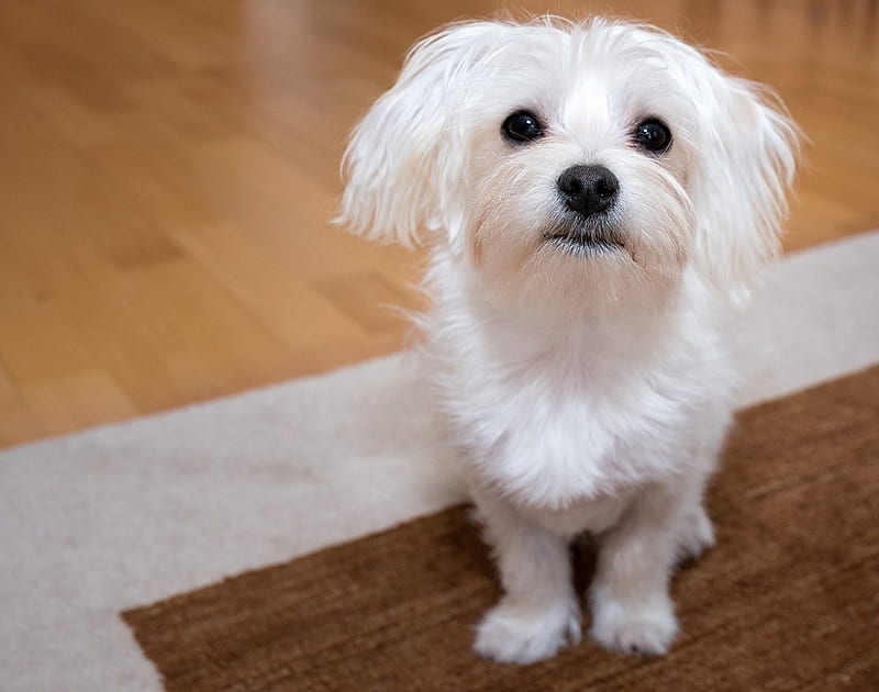 Sweet and Fluffy, cute, Dog, fluffy, Maltese, white, sweet, HD wallpaper