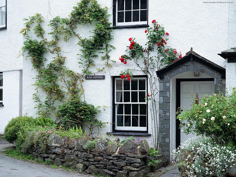 Rose Cottage, stone wall, cottage, frontyard, flowers, bonito, roses, door, HD wallpaper