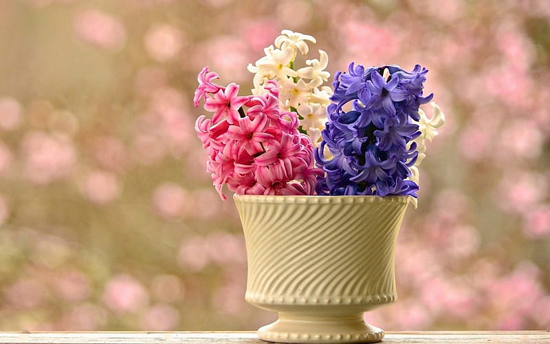 Happy spring!, hyacinth, flower, vase, spring, white, pink, blue, HD wallpaper