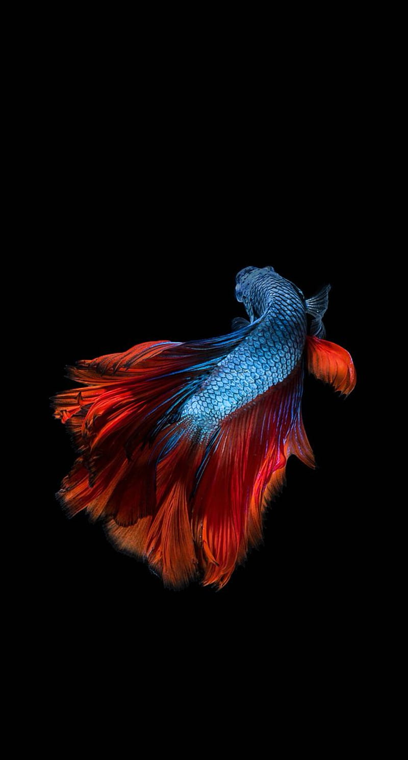 Beautiful fish 2.0. Betta fish, Fish iphone, Fish, HD phone