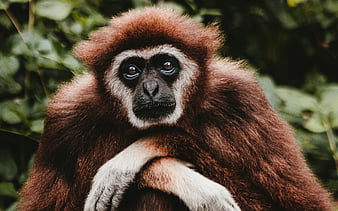 Gibbon, monkey, funny animals, wildlife, Hylobatidae, HD wallpaper