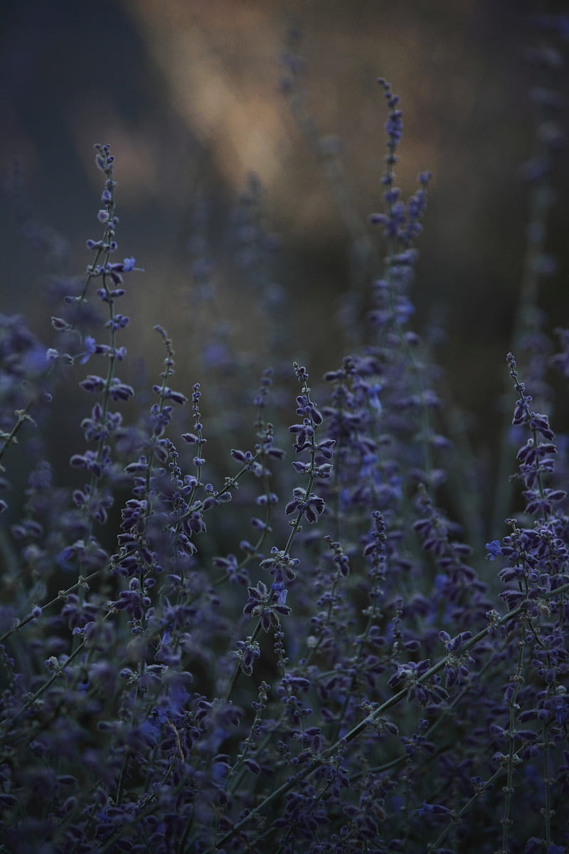 lavender, herb, wildflowers, dusk, HD phone wallpaper