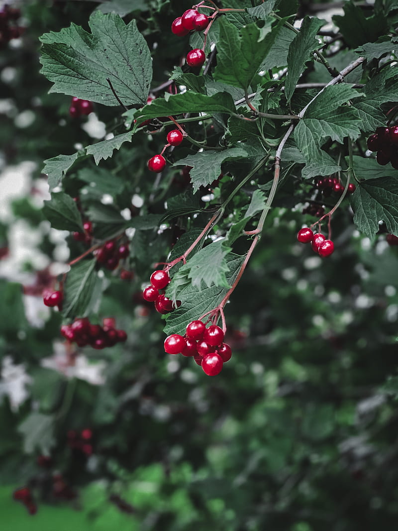 viburnum, berry, branch, leaves, HD phone wallpaper
