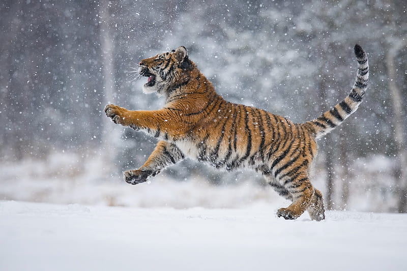 Cats, Tiger, Snow, Big Cat, Wildlife, predator (Animal), Snowfall, Winter, HD wallpaper