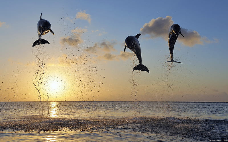 Bottlenose Dolphins Leaping-Windows 10, HD wallpaper