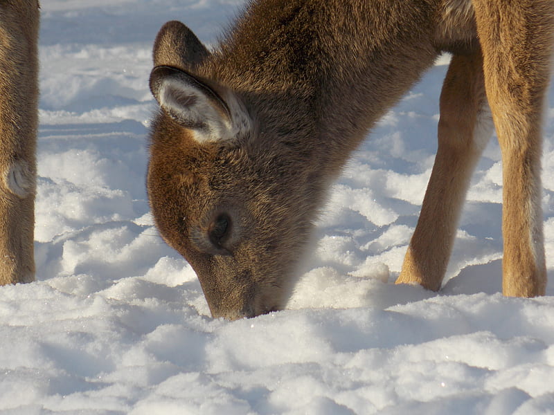 snowy Deer, hungry, snow, winter, Young Deer, HD wallpaper